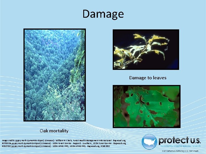 Damage to leaves Oak mortality Image credits: gypsy moth (Lymantria dispar) (Linnaeus) - William