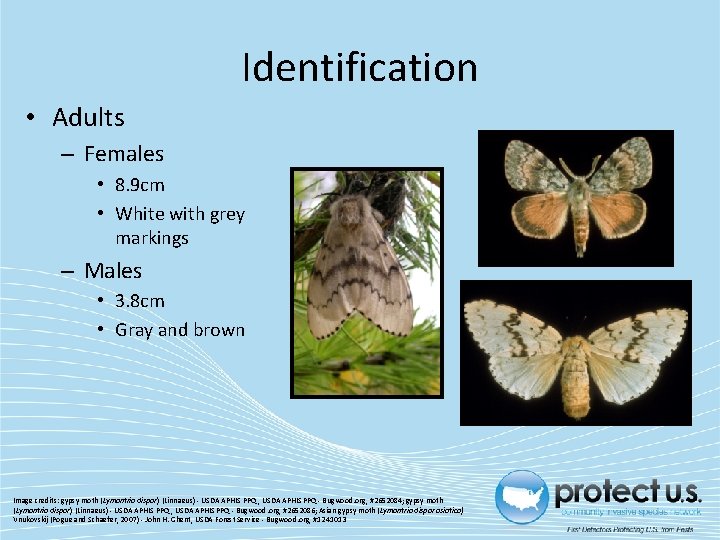 Identification • Adults – Females • 8. 9 cm • White with grey markings