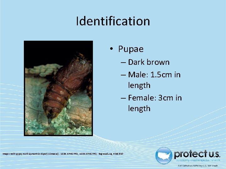 Identification • Pupae – Dark brown – Male: 1. 5 cm in length –