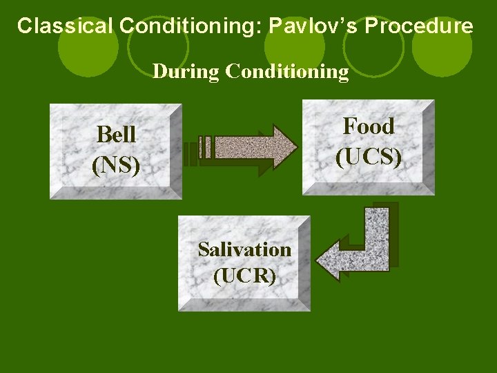 Classical Conditioning: Pavlov’s Procedure During Conditioning Food (UCS) Bell (NS) Salivation (UCR) 