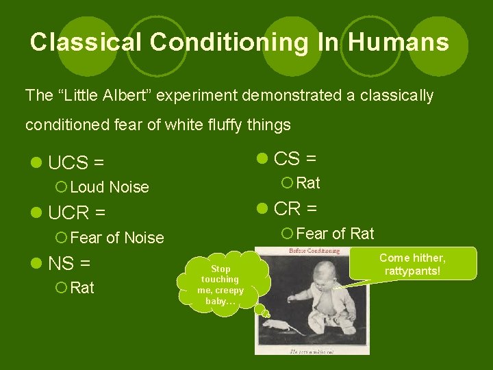 Classical Conditioning In Humans The “Little Albert” experiment demonstrated a classically conditioned fear of