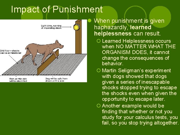 Impact of Punishment l When punishment is given haphazardly, learned helplessness can result. ¡