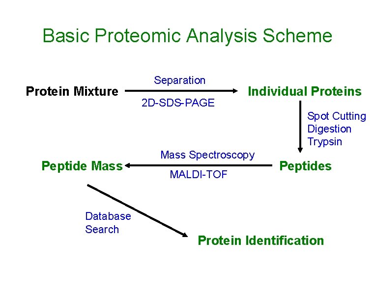 Basic Proteomic Analysis Scheme Protein Mixture Separation 2 D-SDS-PAGE Individual Proteins Spot Cutting Digestion