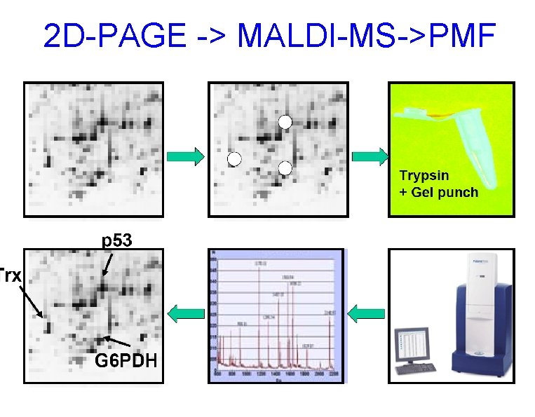 2 D-PAGE -> MALDI-MS->PMF 