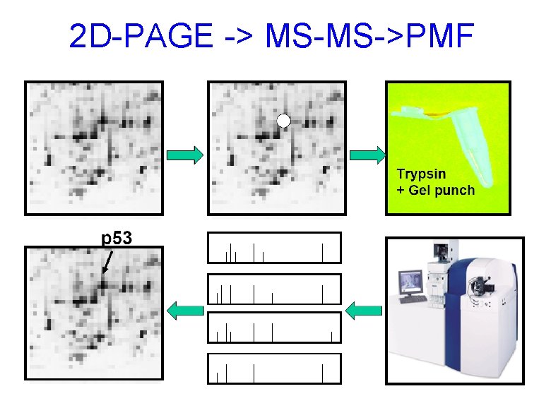 2 D-PAGE -> MS-MS->PMF 