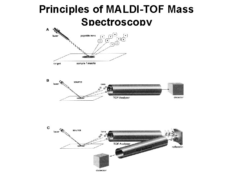 Principles of MALDI-TOF Mass Spectroscopy 