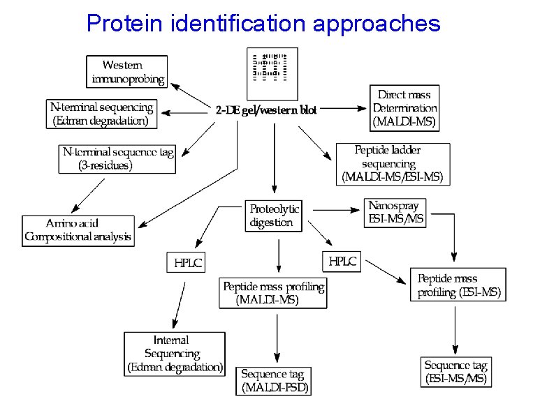 Protein identification approaches 