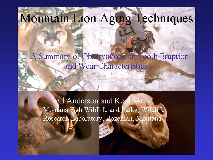 Mountain Lion Aging Techniques A Summary of Observations on Tooth Eruption and Wear Characteristics
