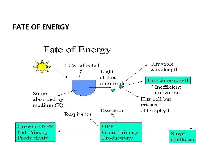 FATE OF ENERGY 