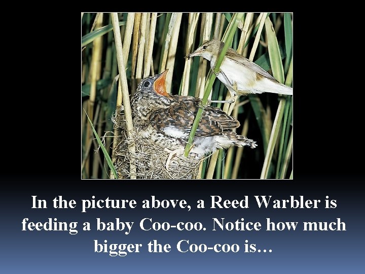 In the picture above, a Reed Warbler is feeding a baby Coo-coo. Notice how