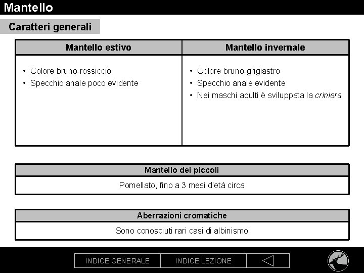 Mantello Caratteri generali Mantello estivo Mantello invernale • Colore bruno-rossiccio • Specchio anale poco