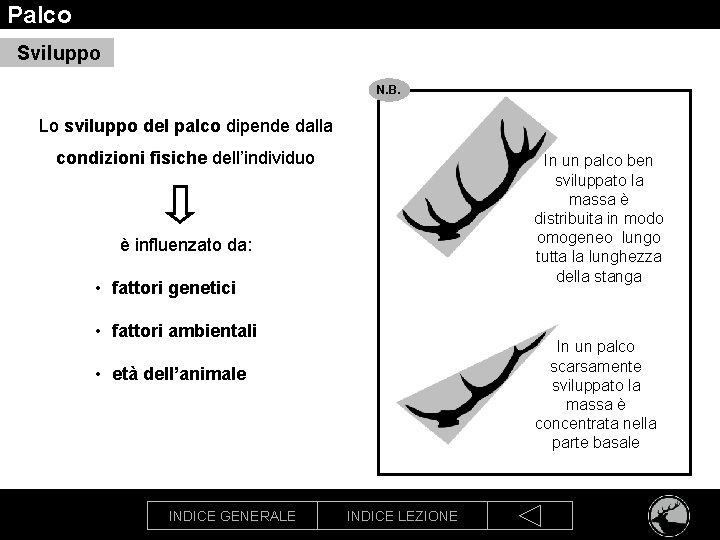 Palco Sviluppo N. B. Lo sviluppo del palco dipende dalla condizioni fisiche dell’individuo In