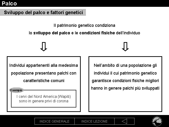 Palco Sviluppo del palco e fattori genetici Il patrimonio genetico condiziona lo sviluppo del