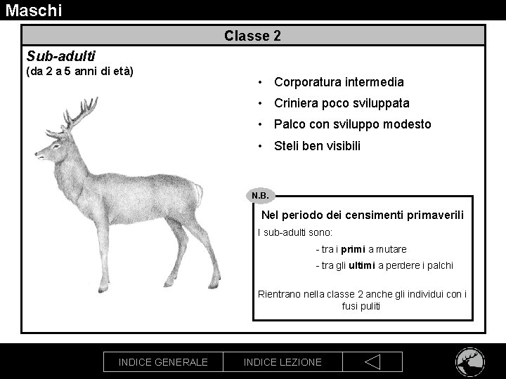Maschi Classe 2 Sub-adulti (da 2 a 5 anni di età) • Corporatura intermedia