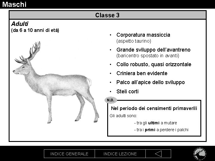 Maschi Classe 3 Adulti (da 6 a 10 anni di età) • Corporatura massiccia