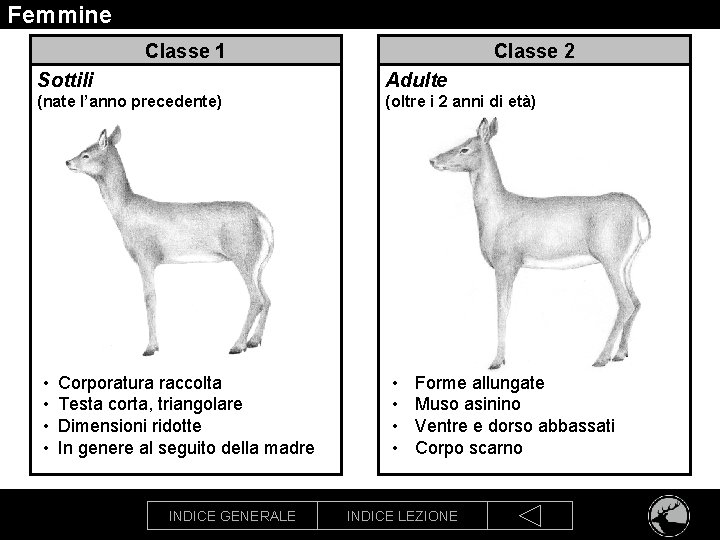 Femmine Classe 1 Classe 2 Sottili Adulte (nate l’anno precedente) (oltre i 2 anni