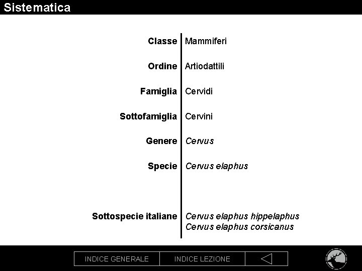 Sistematica Classe Mammiferi Ordine Artiodattili Famiglia Cervidi Sottofamiglia Cervini Genere Cervus Specie Cervus elaphus