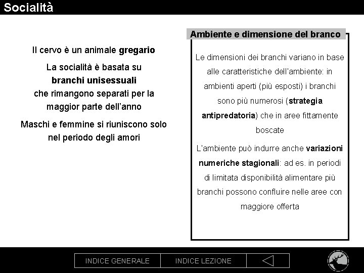 Socialità Ambiente e dimensione del branco Il cervo è un animale gregario La socialità