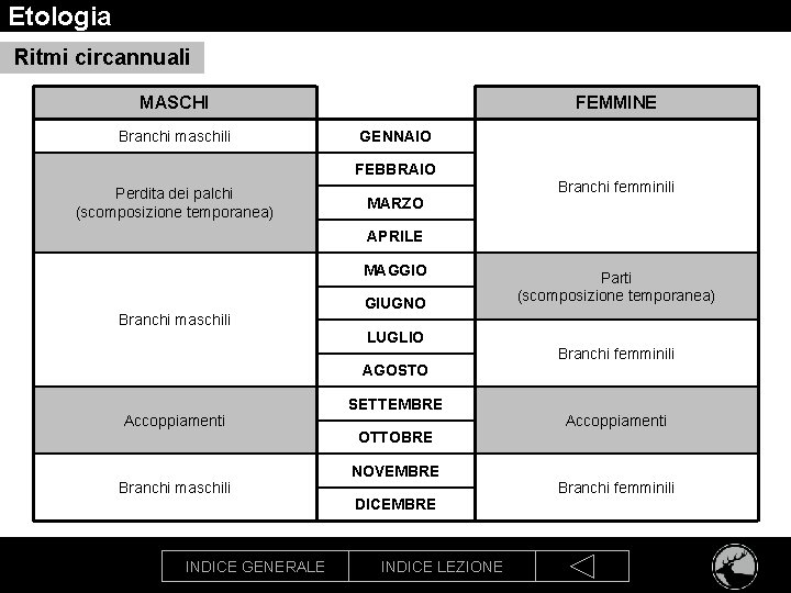 Etologia Ritmi circannuali MASCHI Branchi maschili FEMMINE GENNAIO FEBBRAIO Perdita dei palchi (scomposizione temporanea)