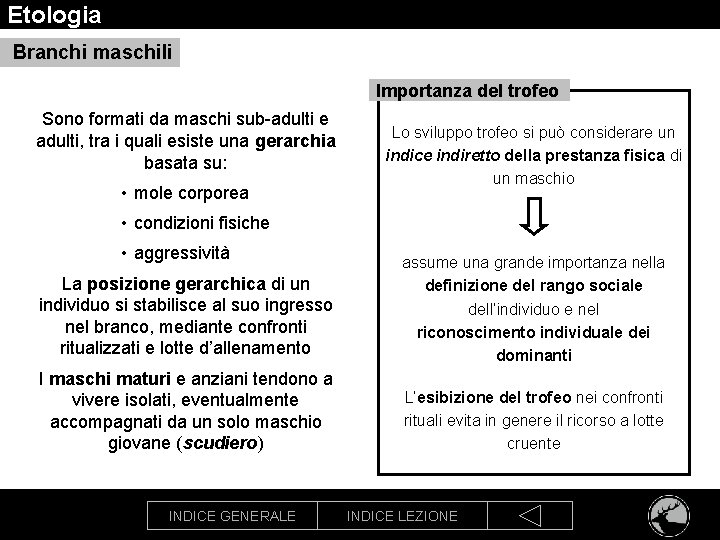 Etologia Branchi maschili Importanza del trofeo Sono formati da maschi sub-adulti e adulti, tra