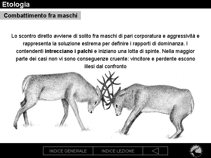 Etologia Combattimento fra maschi Lo scontro diretto avviene di solito fra maschi di pari
