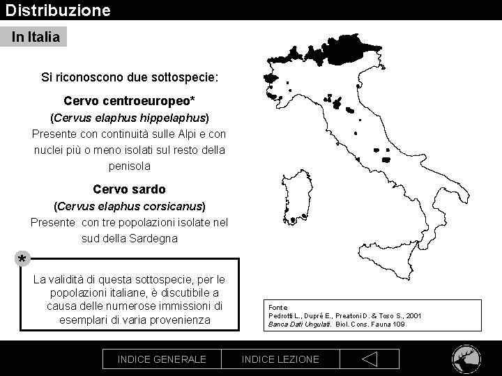 Distribuzione In Italia Si riconoscono due sottospecie: Cervo centroeuropeo* (Cervus elaphus hippelaphus) Presente continuità