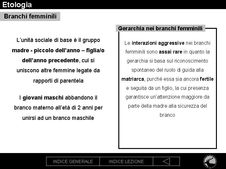 Etologia Branchi femminili Gerarchia nei branchi femminili L’unità sociale di base è il gruppo