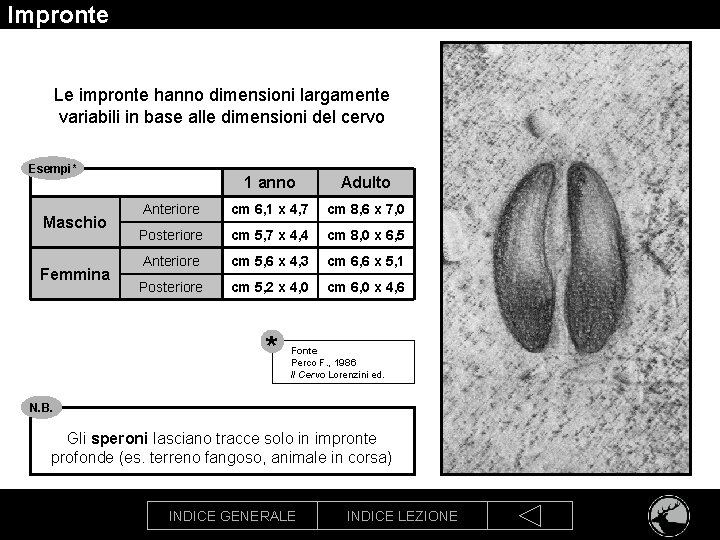 Impronte Le impronte hanno dimensioni largamente variabili in base alle dimensioni del cervo Esempi*