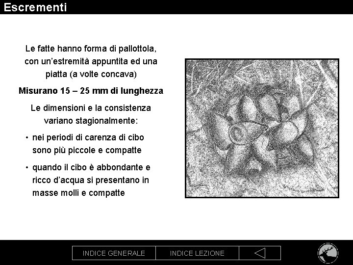 Escrementi Le fatte hanno forma di pallottola, con un’estremità appuntita ed una piatta (a