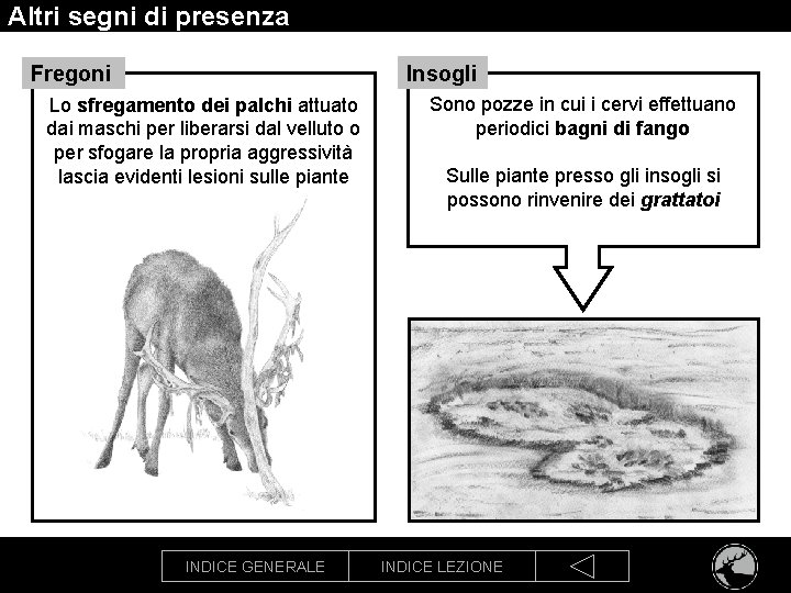 Altri segni di presenza Insogli Fregoni Lo sfregamento dei palchi attuato dai maschi per