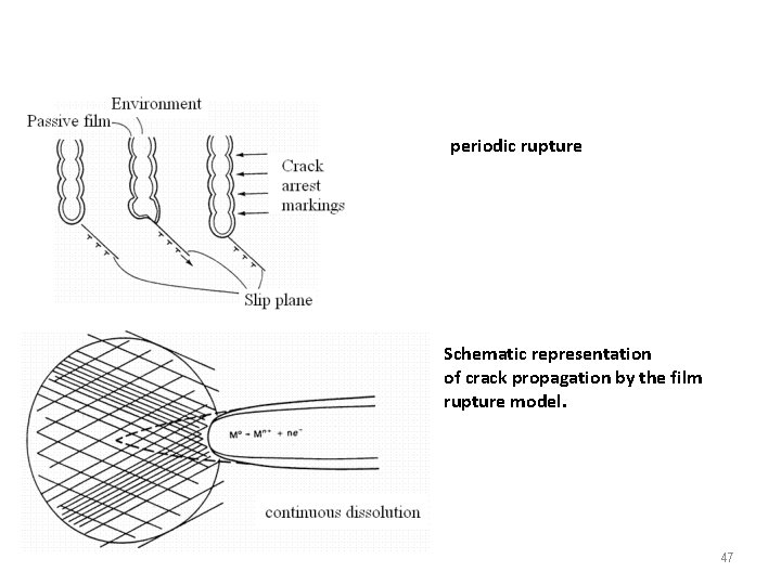 periodic rupture Schematic representation of crack propagation by the film rupture model. 47 