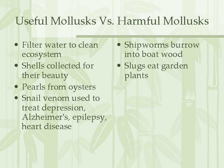 Useful Mollusks Vs. Harmful Mollusks • Filter water to clean ecosystem • Shells collected