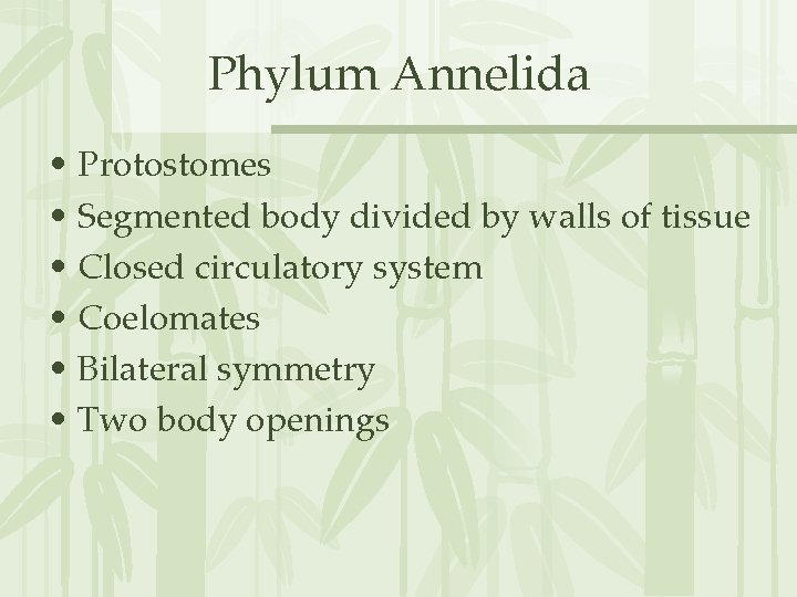 Phylum Annelida • Protostomes • Segmented body divided by walls of tissue • Closed