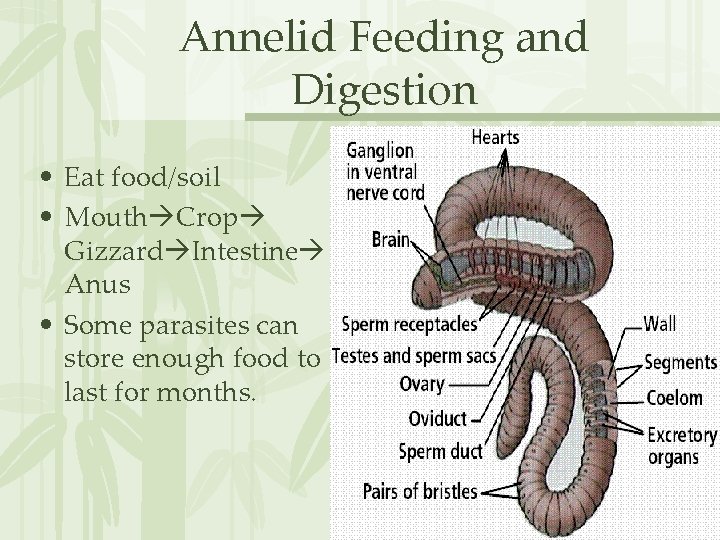 Annelid Feeding and Digestion • Eat food/soil • Mouth Crop Gizzard Intestine Anus •