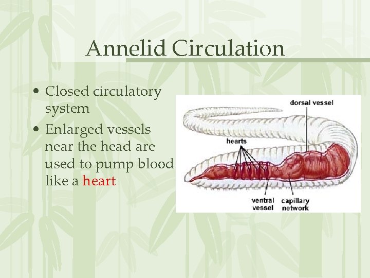 Annelid Circulation • Closed circulatory system • Enlarged vessels near the head are used