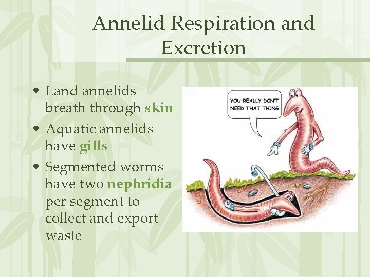 Annelid Respiration and Excretion • Land annelids breath through skin • Aquatic annelids have