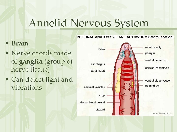 Annelid Nervous System • Brain • Nerve chords made of ganglia (group of nerve