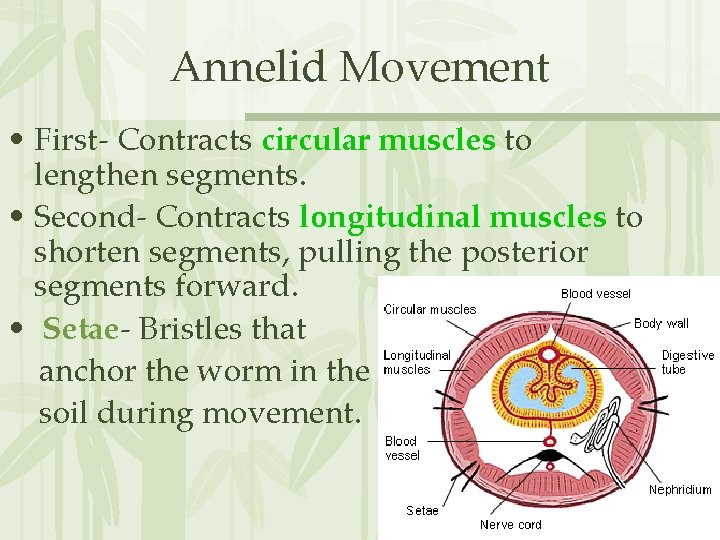 Annelid Movement • First- Contracts circular muscles to lengthen segments. • Second- Contracts longitudinal