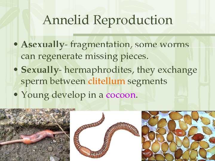 Annelid Reproduction • Asexually- fragmentation, some worms can regenerate missing pieces. • Sexually- hermaphrodites,
