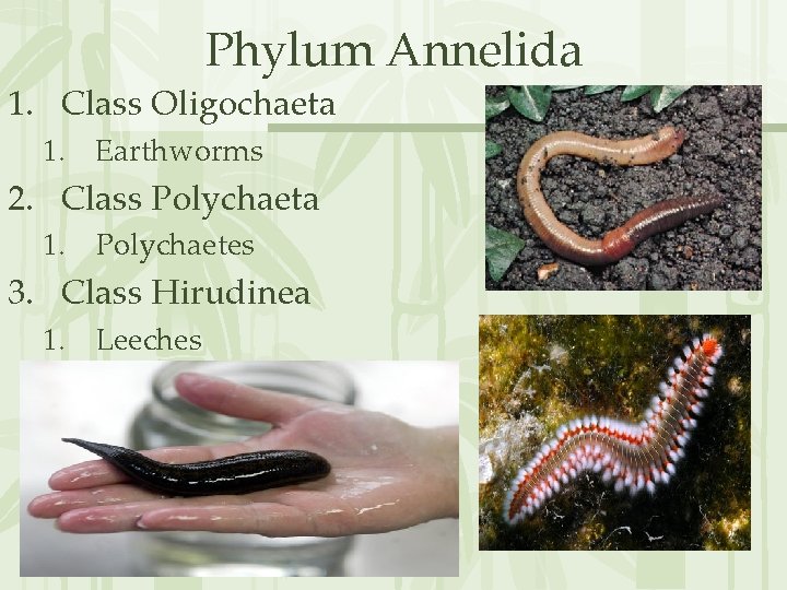 Phylum Annelida 1. Class Oligochaeta 1. Earthworms 2. Class Polychaeta 1. Polychaetes 3. Class