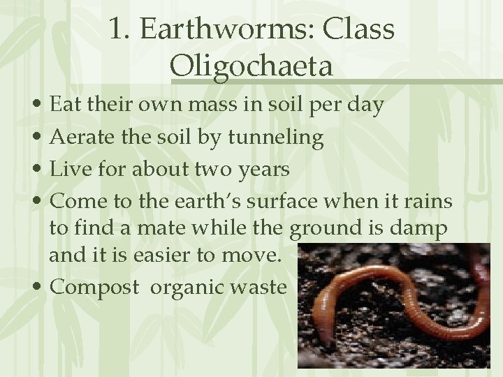 1. Earthworms: Class Oligochaeta • Eat their own mass in soil per day •