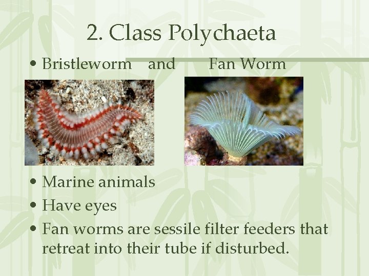 2. Class Polychaeta • Bristleworm and Fan Worm • Marine animals • Have eyes