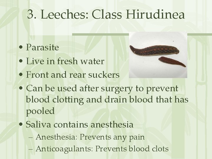 3. Leeches: Class Hirudinea • Parasite • Live in fresh water • Front and
