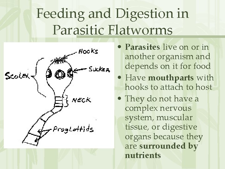 Feeding and Digestion in Parasitic Flatworms • Parasites live on or in another organism