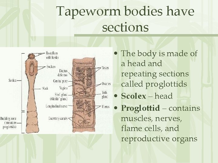 Tapeworm bodies have sections • The body is made of a head and repeating