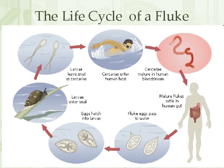 The Life Cycle of a Fluke 