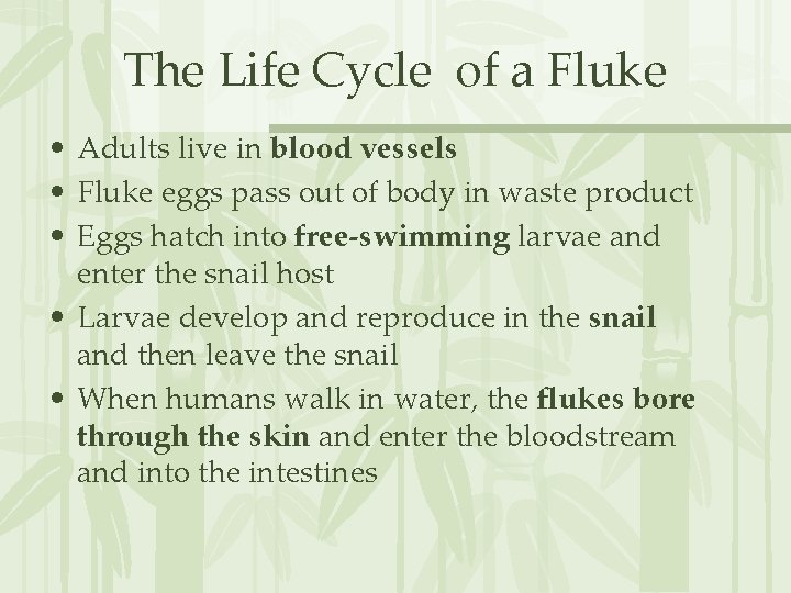 The Life Cycle of a Fluke • Adults live in blood vessels • Fluke