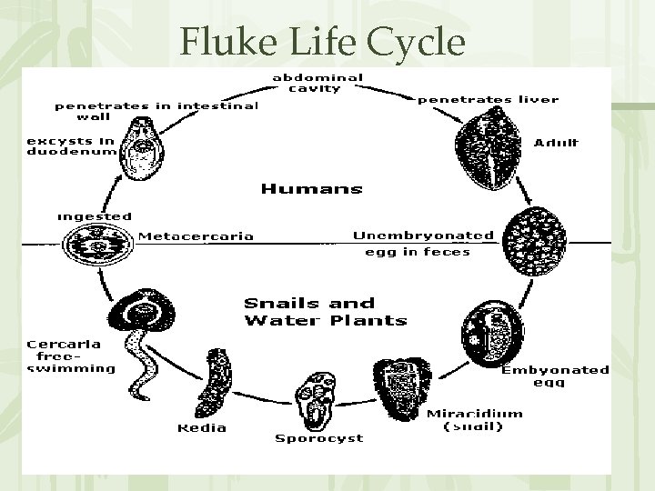 Fluke Life Cycle 