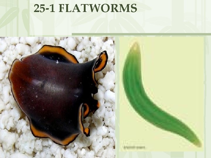 25 -1 FLATWORMS 