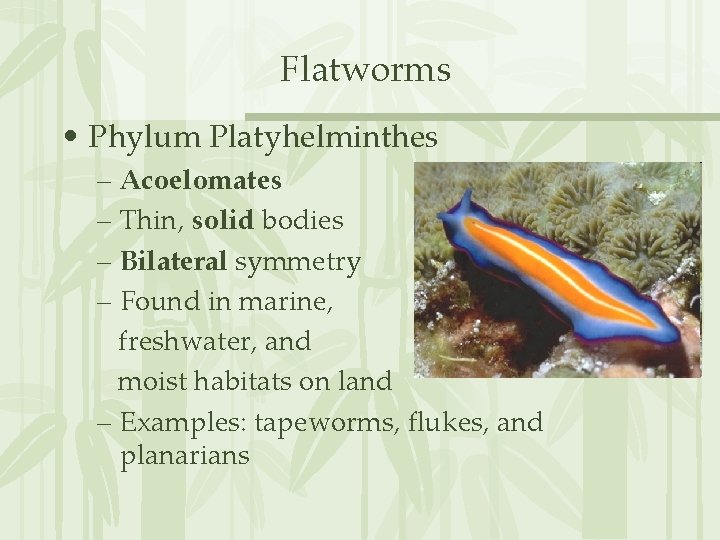 Flatworms • Phylum Platyhelminthes – Acoelomates – Thin, solid bodies – Bilateral symmetry –